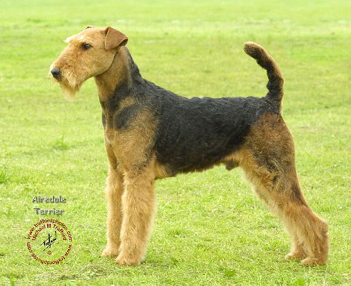 Airedale Terrier 8T092D-16.JPG